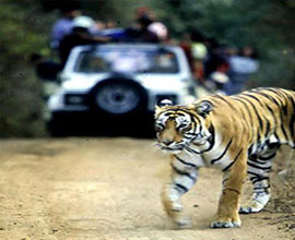 Delhi - Corbett National Park Weekend Tour