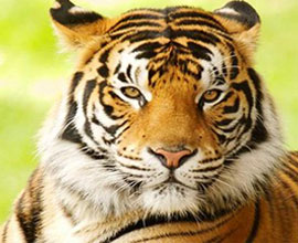 Ranthambore Wildlife Tour